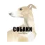 Зображення Собаки в мистецтві
